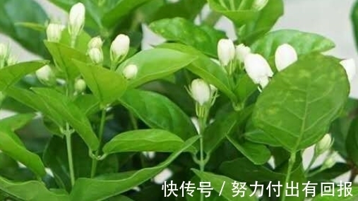 自来水|茉莉花黄叶不开花?做好这几点,绿叶白花,又多又香