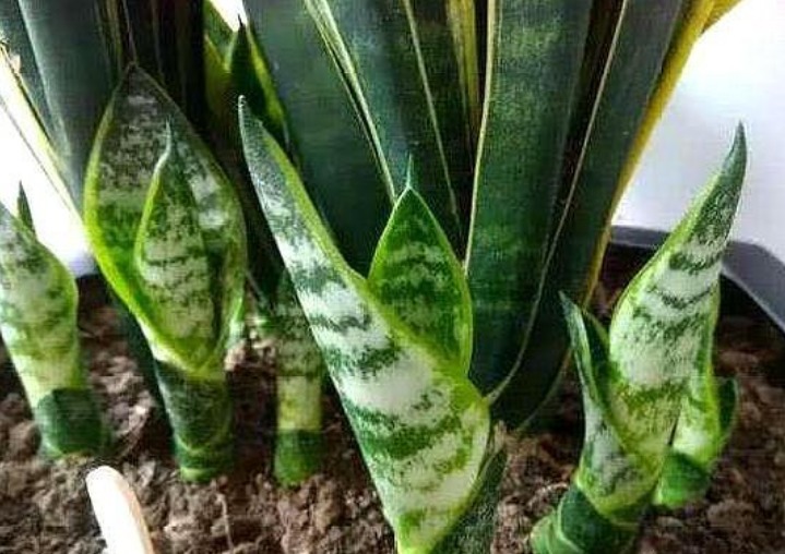 养花就养这几款，养在家里非常漂亮，有很好的净化空气作用