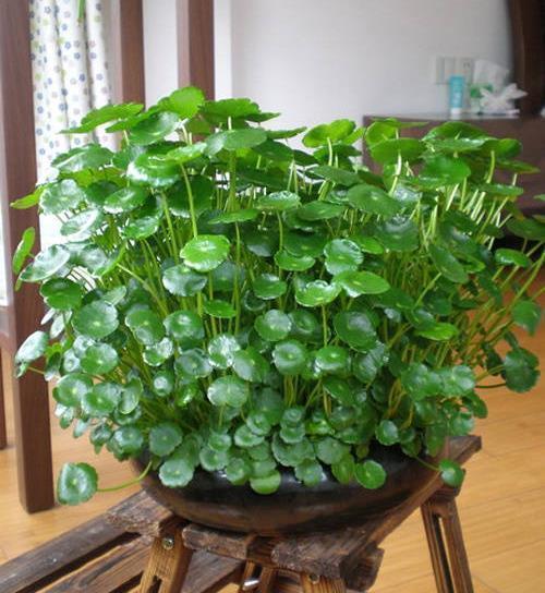 家中养就3种花,名字带“钱”寓意好,枝叶多,美观大气又好养