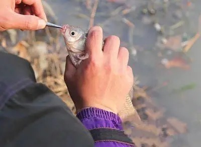冬钓鲫鱼时,使用这一款饵料才适合,用过才知道有多好