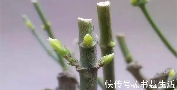 基质|茉莉花不用花钱买,家里有一盆变出好多盆,全靠这一招!