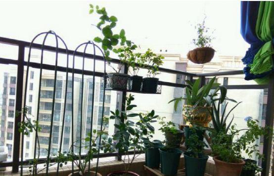 空气|此5种花被称为药花,吸附有害气体,好养好看最适合放家里