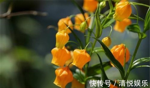 新手养花,适合养一盆“阳台精品”宫灯百合,温文尔雅,花开饱满