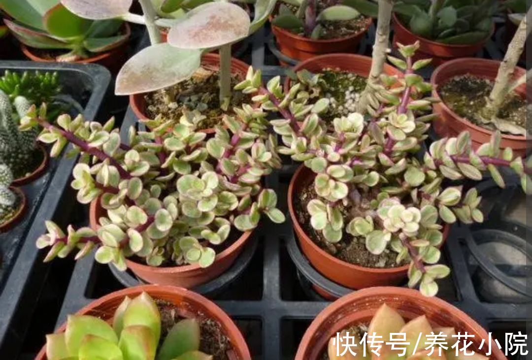 养多肉雅乐之舞，避开4个“错误”，长得旺盛，叶子饱满翠绿