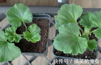 这九种花,随便扔土里,就能长成一片,开花不断