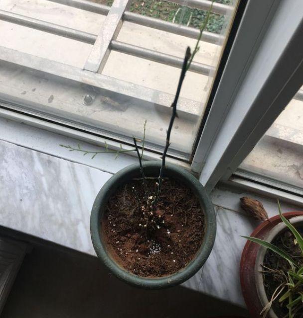 11月前，3种花该换盆了，再冷就迟了，过冬为难！