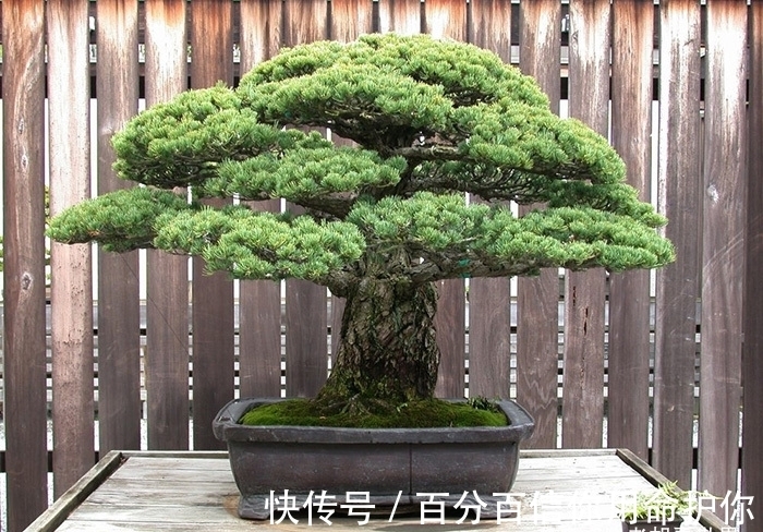 盆景|394岁的松树盆景在广岛原子弹爆炸中幸存至今
