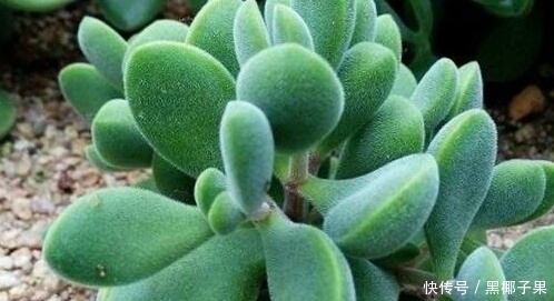 透水性|你家的多肉土壤,测试,适不适合种多肉