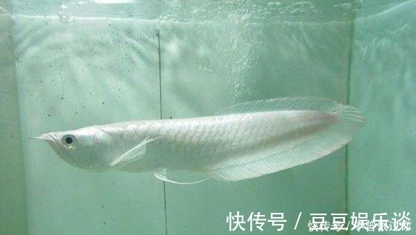 清道夫|适合和龙鱼混养的鱼有哪些?应注意那些事项?