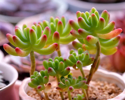 多肉果冻乙女心怎么养教你3个小妙招,果冻乙女心饱满又剔透