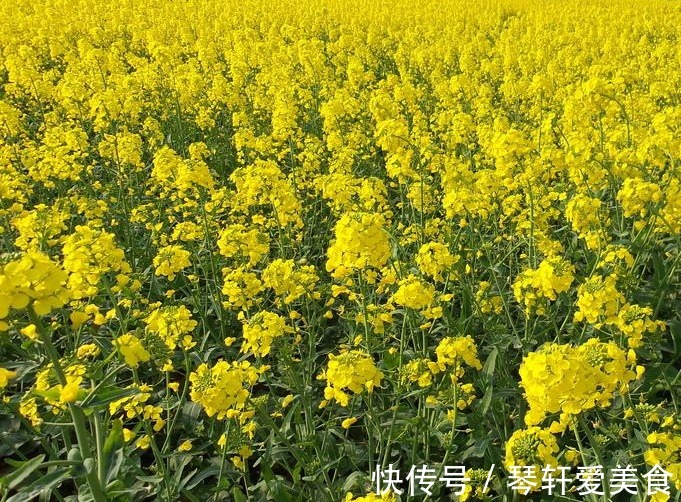 此花色泽艳丽,站在花丛中,一切烦恼忧愁顷刻消散,代表着正能量