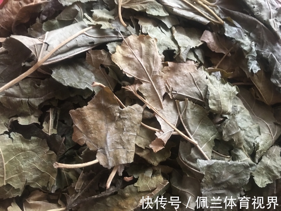 麦秋|农村随处可见的桑叶，采摘了做茶特别好，啥时候采摘为妙？