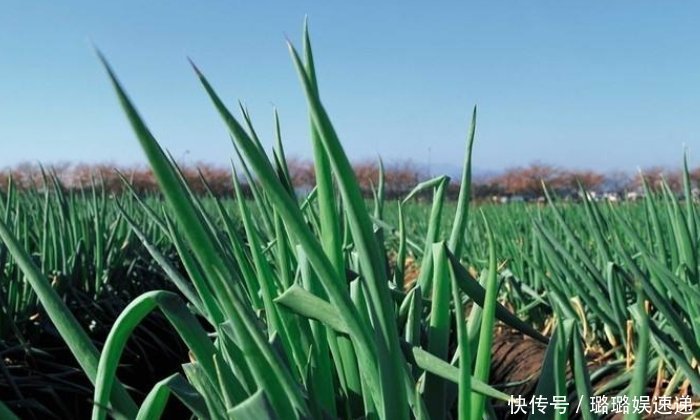 花盆种植葱,学会一种方法,长的长得又壮又旺,20天收一茬