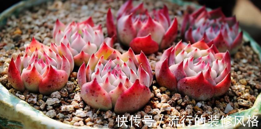 养多肉植物吉娃娃，抓住这3点，盆栽显贵气，特美！