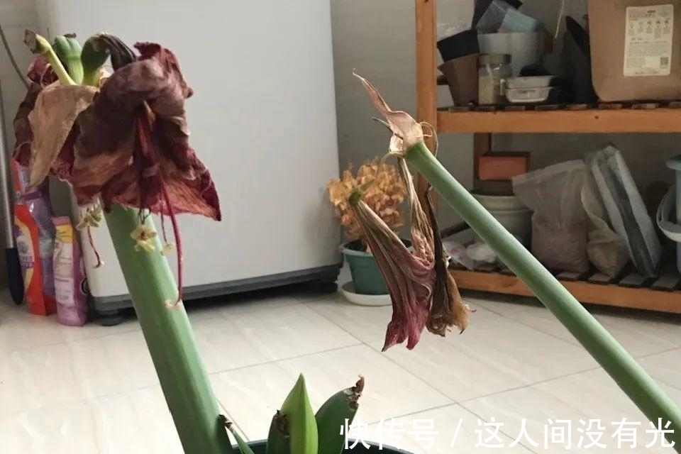 朱顶红埋土里,如何能年年开花,球变大、变多?