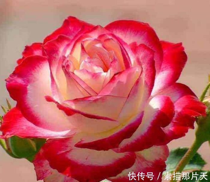 夏天养花就养“它”,给点阳光就灿烂,开花爆盆满屋香