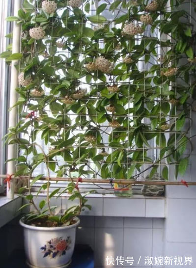 花友|花友养了五六年的“绿萝”终于开花了,美出新高度,原来如此