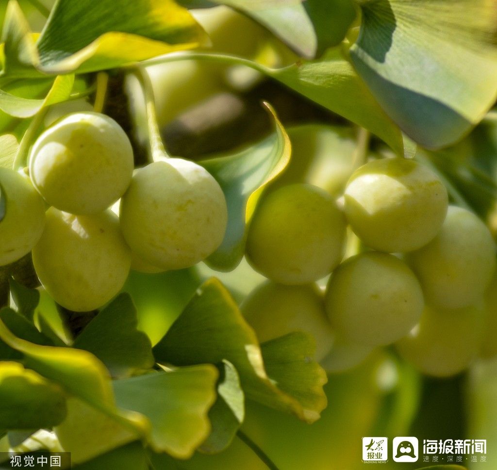 日照|图看日照｜初秋银杏压枝头