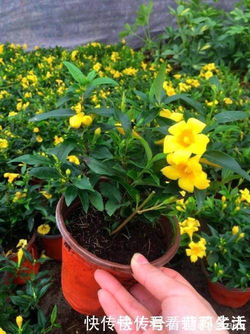 茉莉|这种“香水花”,家里摆上一盆,满屋飘香,轻松爆盆