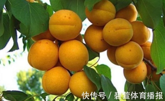 介壳虫|杏生津止渴,润肺化痰,农民重点只需掌握四点,收获吃不完的杏子