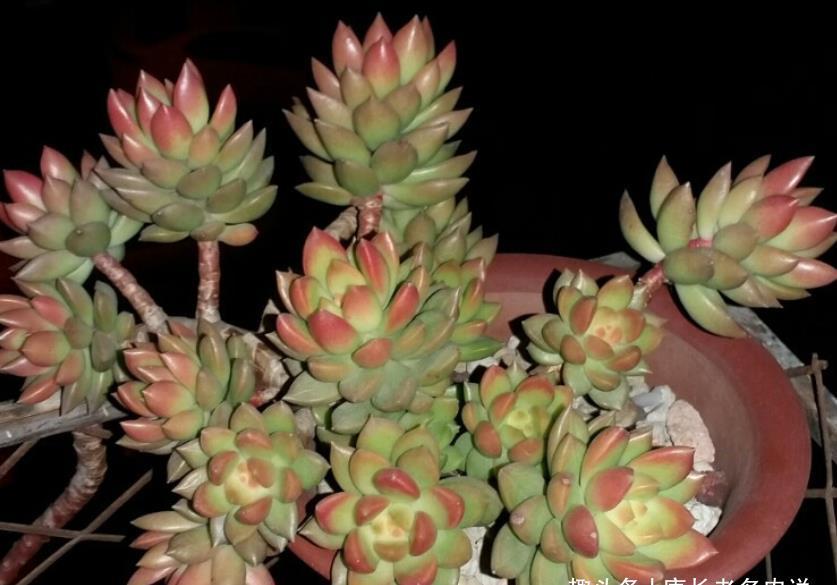 茎秆|养多肉只知黄丽不知青丽?那你落伍了,它们是长得十分雷同的多肉
