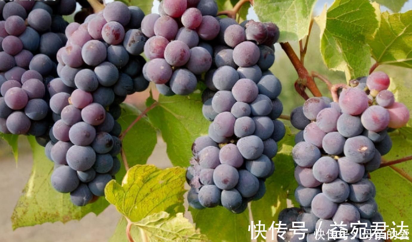 人体|人到中年,身体越来越差,推荐3种食物,清除自由基,抗衰老!