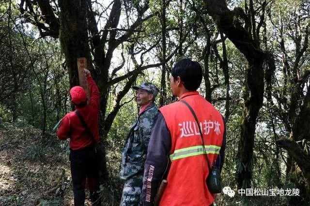 美！古城山上数千高山古树杜鹃迎春怒放！