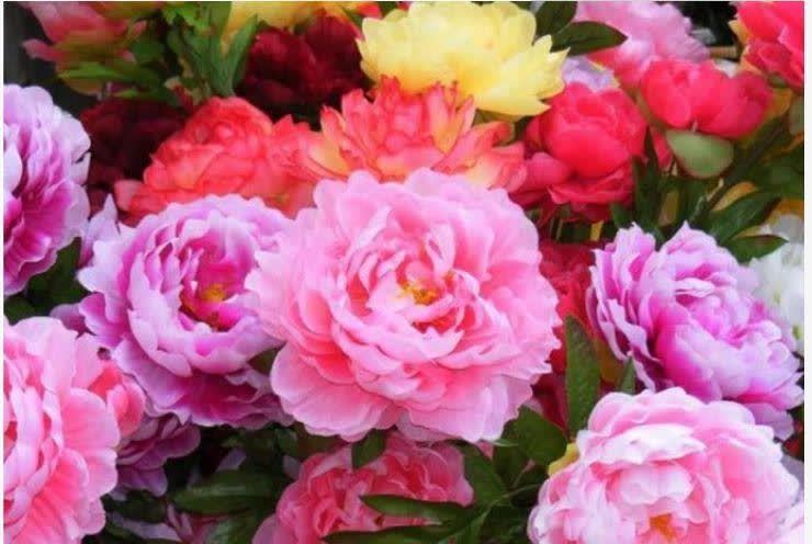 4种花好养又漂亮,随便一养成花海,鲜艳无比,开成百花园