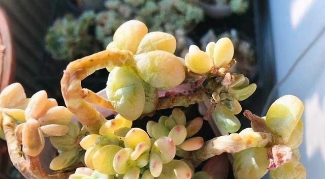 半阴或者|养这5种多肉,别总让晒太阳,晒的越多损失越大