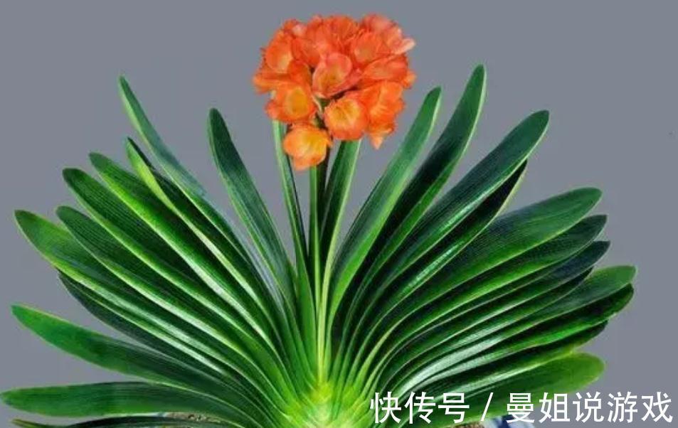 君子兰浇水秘籍奉上,像绿萝一样爆盆疯长