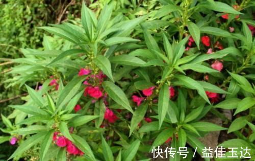 宫颈糜烂|十个人九个腰疼,常用此花泡水,腰不酸了,赶走风湿,手脚暖和