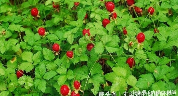 蛇莓|提个醒:在路边遇到这种野果,一定要摘回家,现在了解还不迟