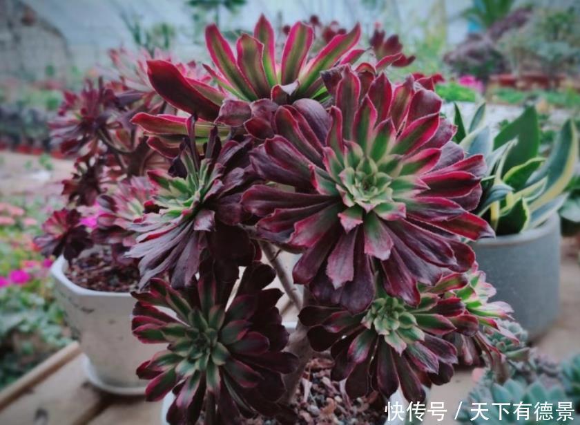 你养的是老桩法师,春季学会3个“操作”,叶片上色快,状态美