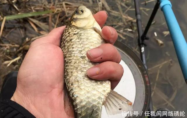 饵料|关于钓鱼的五个真实感受，新手可别被“骗”，钓鱼没那么好玩
