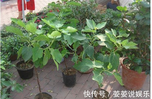 龙眼核|这几种常见水果吃完后核不要扔,不然亏大了,7天长成美丽盆栽