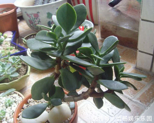 玉树|玉树生长缓慢怎么办教你3个小妙招,在家种植的玉树越长越旺盛