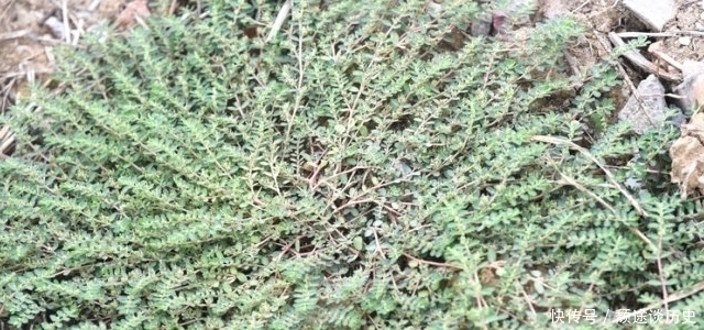 车前草|生在路旁被踩踏,价值却很高,30元一斤,你们认识吗