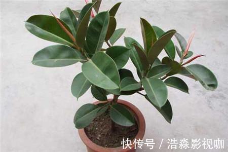 光照|橡皮树春天剪一刀,新芽蹭蹭长,小苗变大树
