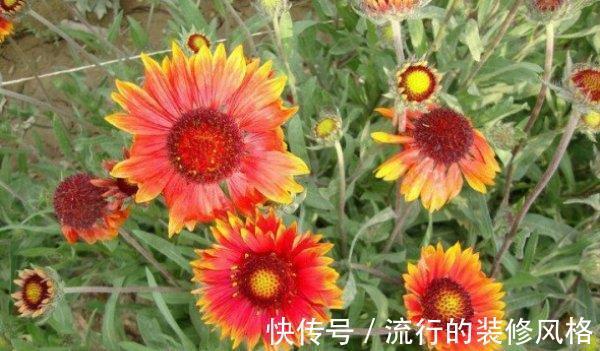 旱金莲|9月6日-9月21日，庭院选这几款花，耐旱又耐晒，花开大又艳