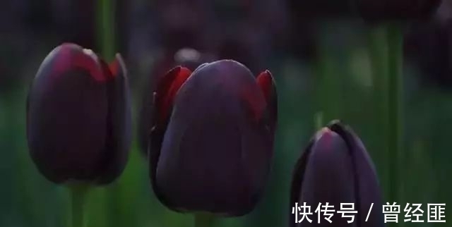 盘点:20种世界上最黑的花,黑的美,黑的妙,黑的呱呱叫