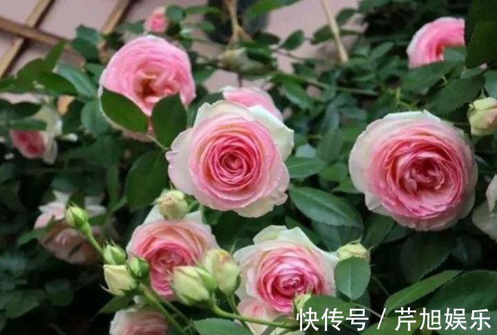 阳台上|4种漂亮花，个个美得冒泡，现在养正合适，直接开成花海