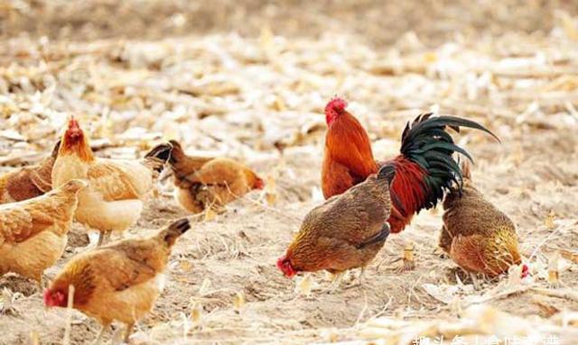 八十年代的鸡肉真香,为什么现在吃不出香味?肉质发柴,难以下咽