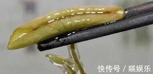 葡萄茎|池塘里的一种野菜,吃起来比豆腐还嫩,现在卖到30多一斤