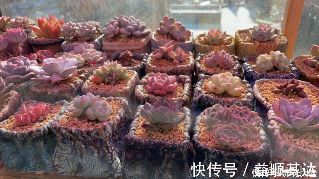肉肉们|室内养多肉，也能养出水晶果冻色，任谁看到都说好