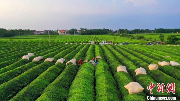 吉安市|初秋时节航拍江西泰和茶园机器采茶画面