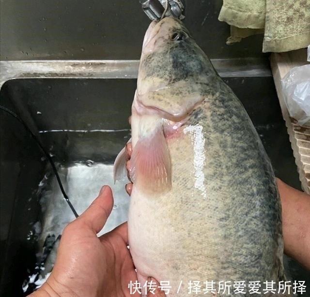 仙居|新鱼种?浙江男子钓起一条没见过的大鱼,像是变异的鳜鱼
