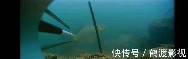 在家自制丁香油，拿蚯蚓蘸一下再施钓，鱼儿的咬钩率明显增加