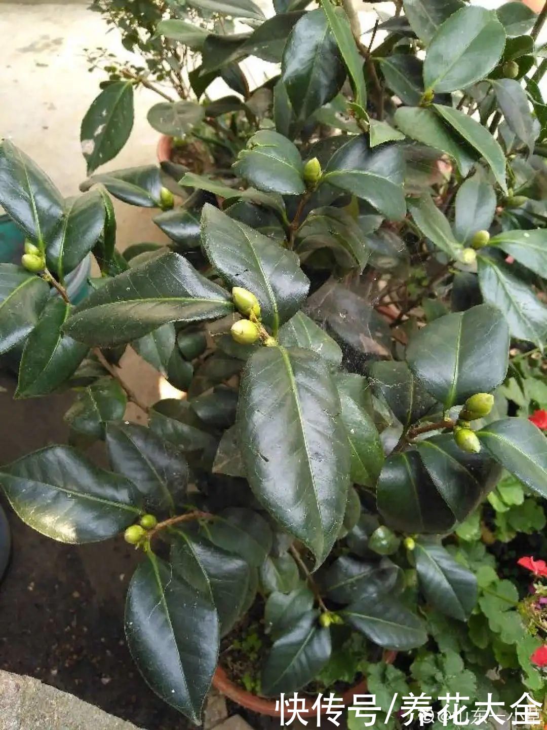 月季|8种花，现在快施肥，秋天开出满树花