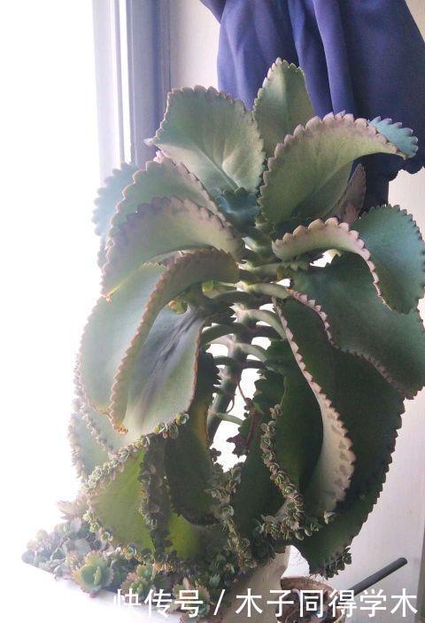 叶子|最好繁殖的三种花,掰一把叶子撒土里,疯狂长根爆芽