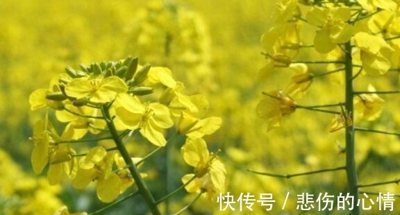 造型|喜欢养花,就养这几款,造型优雅独特,花儿开成团